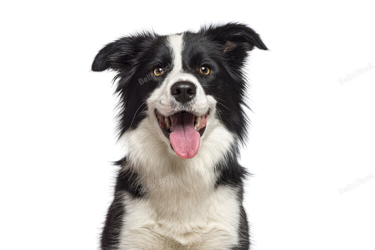 Head shot of a black and white Happy border collie panting a