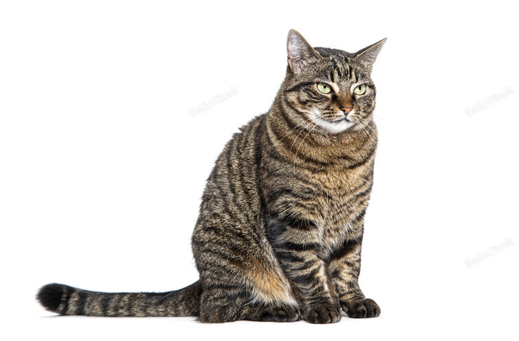 Tabby crossbreed cat sitting looking away with a defiant or 